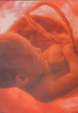 Releasing Prenatal