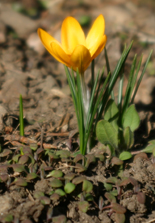 Spring is Sprung